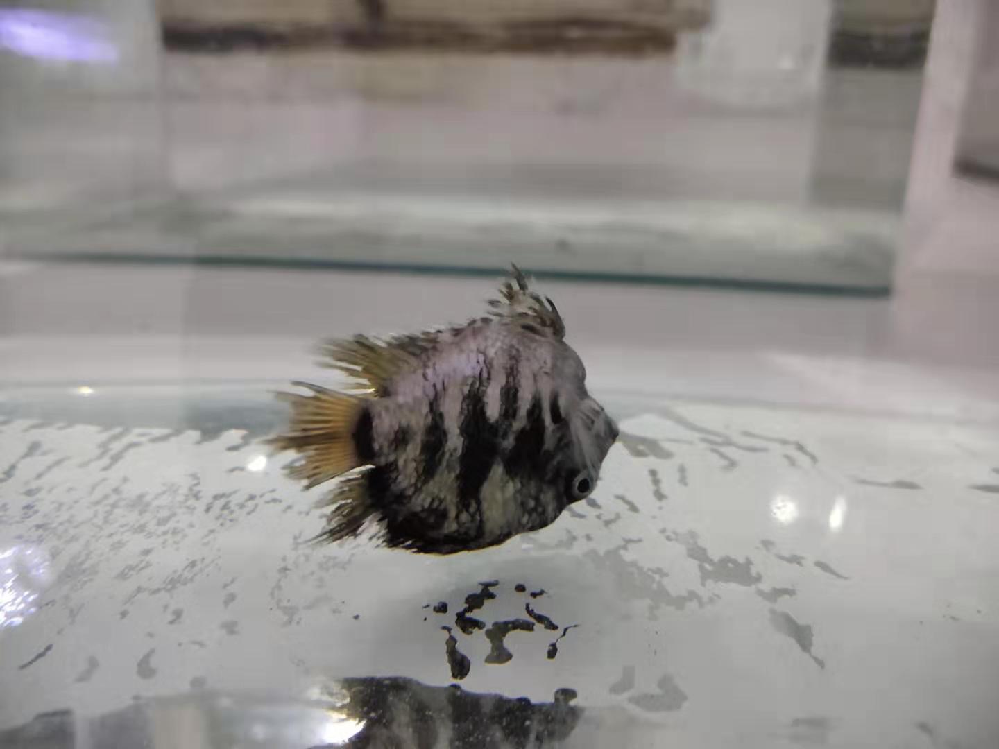 观赏鱼体表受损还能修复吗,观赏鱼体表黏膜会恢复吗