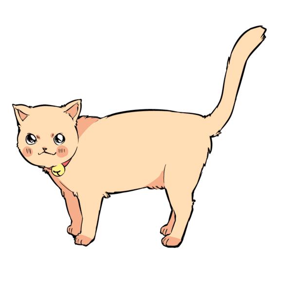 猫咪尾巴竖起来是什么意思,猫咪尾巴各种姿态含义