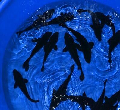 为什么我们要转发这条锦鲤信息,锦鲤转发的正确方法是什么