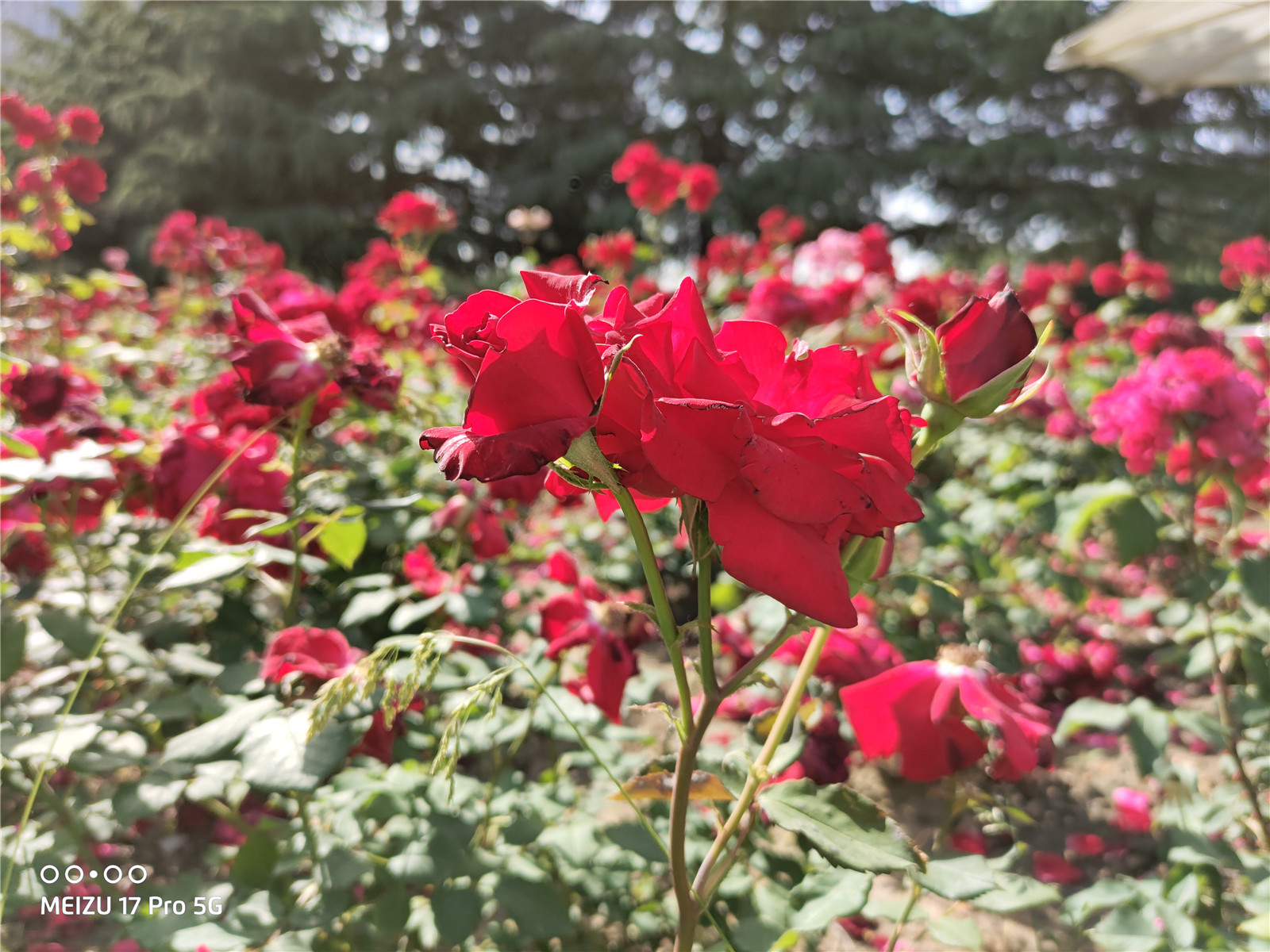 魅族17pro音质,魅族17pro评测