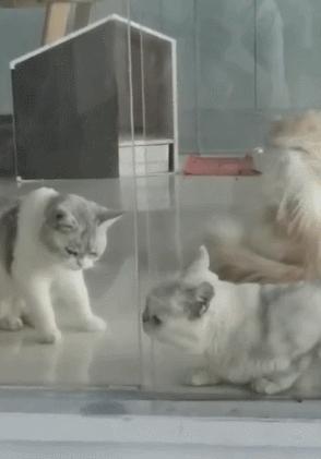 猫的内在品质,猫的本质就是嫌弃主人