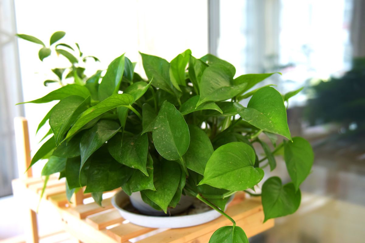 绿萝要怎么养才不会枯萎长得好,绿萝怎么养才能更旺盛不会长芽