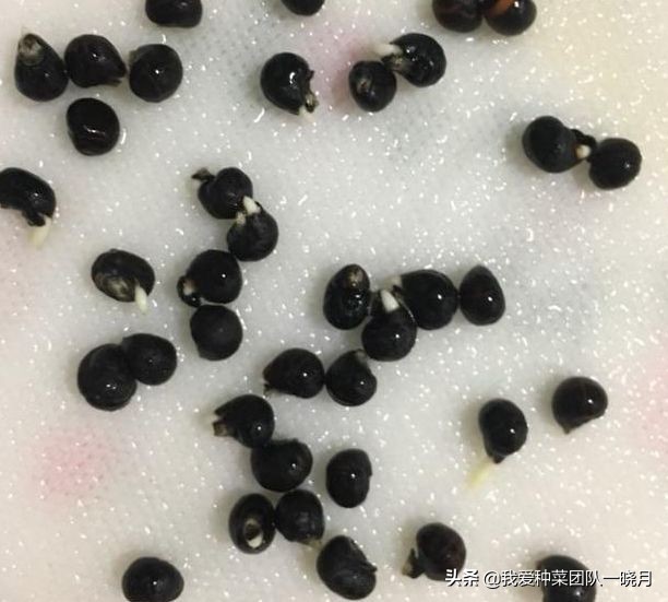 夏天最适合种植芦笋，种一次采收多年，常吃常有