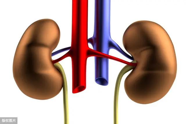 心力衰竭应该吃哪些食物,心力衰竭一直要少喝水吗