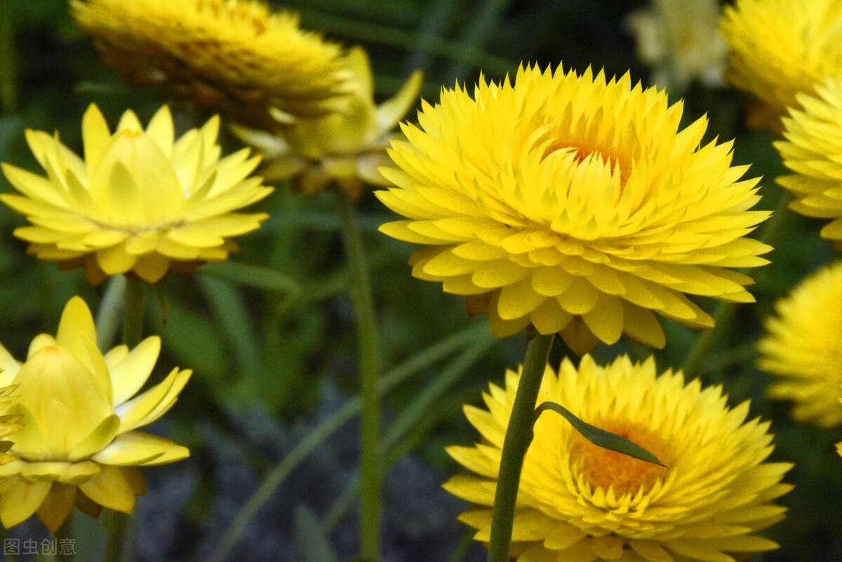 重阳节赏菊花的介绍,赏菊打卡好去处