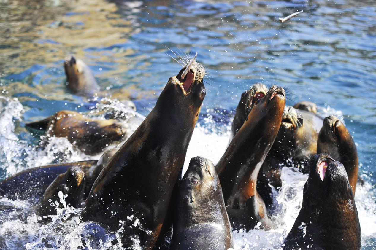 大连春节亲子游推荐,大连亲子游民宿推荐