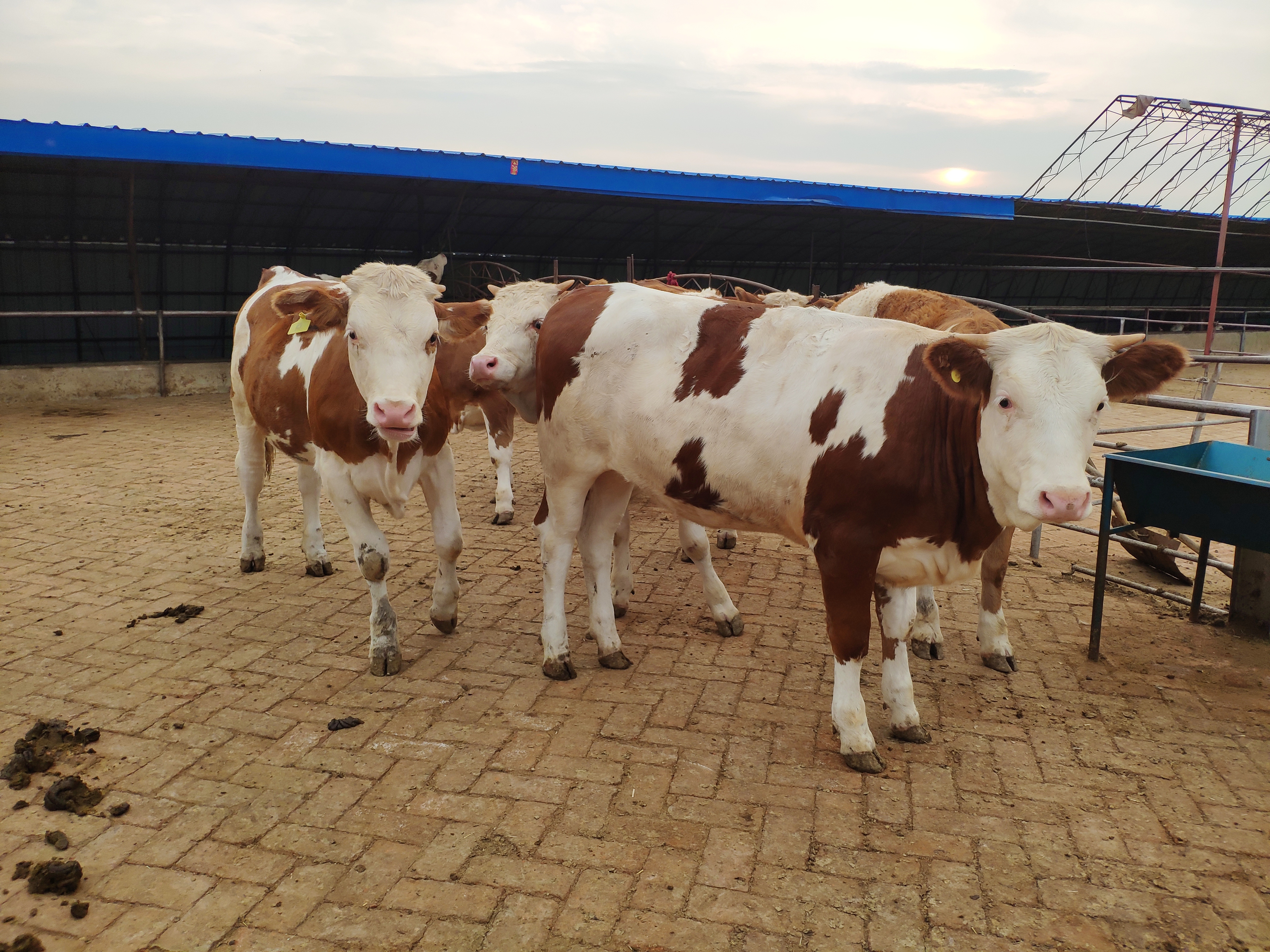 养牛人青储料,养牛人必须要知道的知识