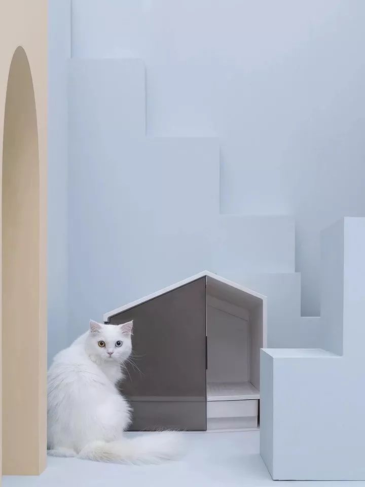 猫狗双全必备清单,猫狗主子的日常