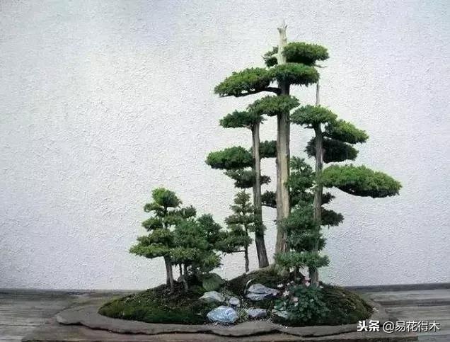 丛林式精品盆景欣赏,丛林盆景浅盆