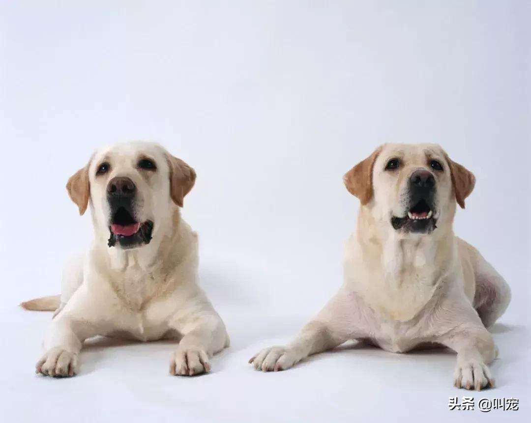 如何解决宠物的“节后综合症”？