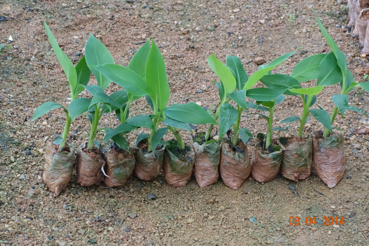 红香蕉苗广西新特色红美人香蕉苗红皮香蕉南洋红蕉长琦果苗