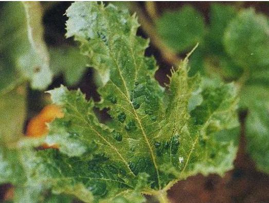 秋季西葫芦的病毒病怎么防治,西葫芦病毒病最好的防治方法