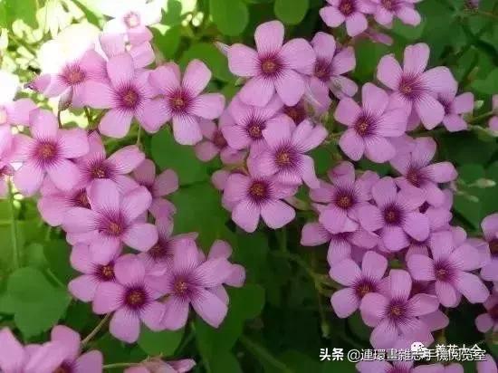 100种常见花卉植物图谱,100种花卉素描图谱