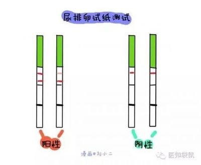 备孕排卵期查什么项目,备孕排卵期测试条