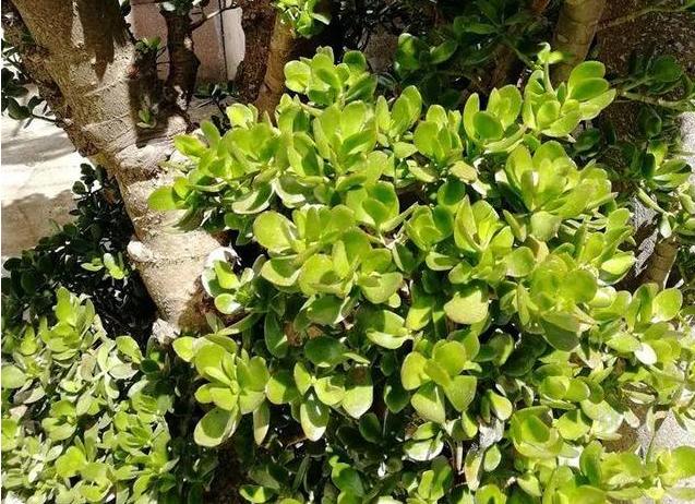 一根枝掉地上都能活，没几天就重新冒一棵出来，年年长成一大簇