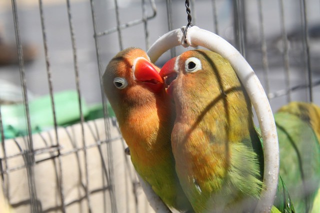 面类牡丹鹦鹉品种介绍及图片,牡丹鹦鹉品种介绍及图片和名字