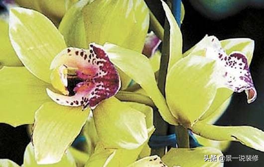 全球最贵的一种花是什么,全球最贵的十盆花