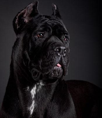 卡斯罗和罗威纳哪个适合家庭犬,帅气的罗威纳