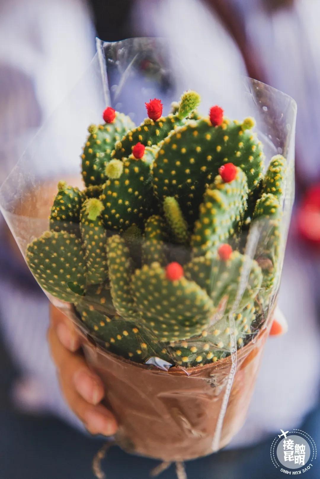 逛逛园博花鸟市场,园博花鸟市场攻略