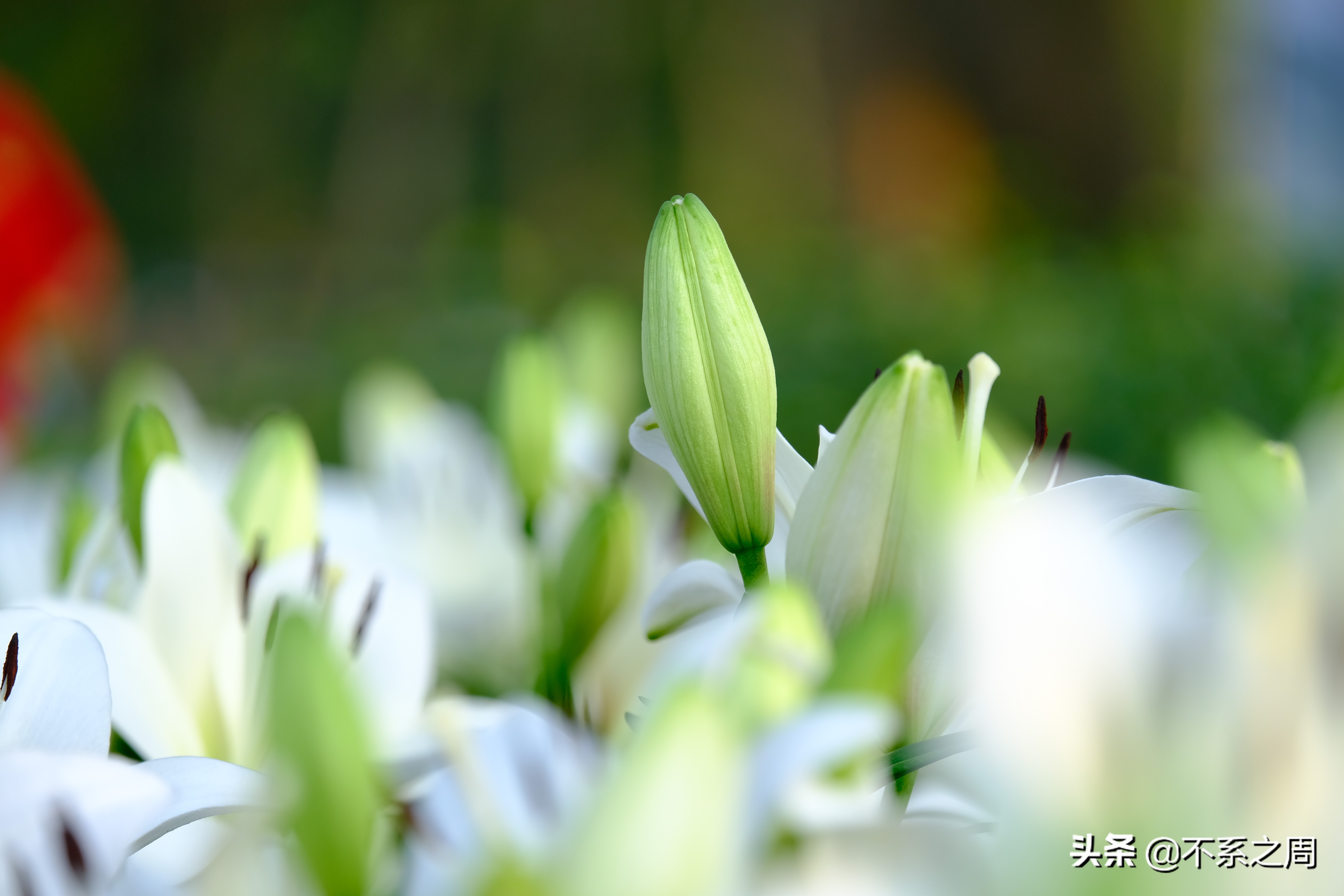 无锡梅园百合花节,无锡梅园中秋游园会