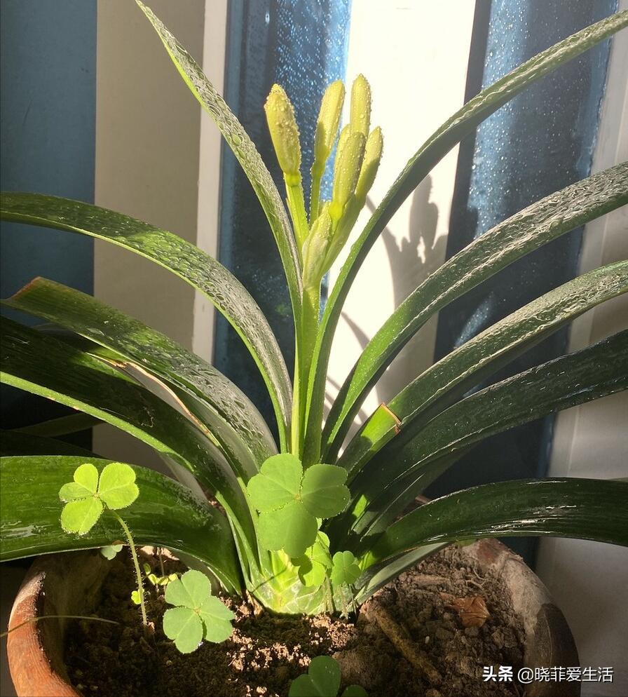 君子兰养了几年不开花要换盆吗,君子兰不开花这样养一年能开两茬