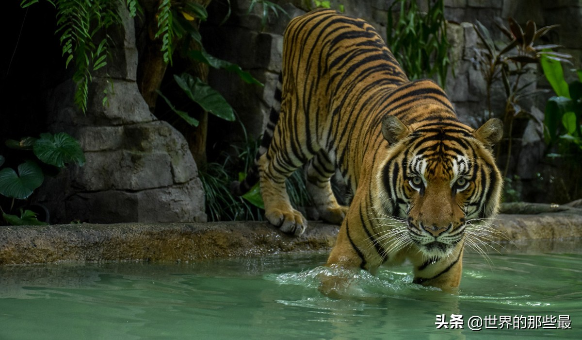 老虎害怕狮子吗,老虎贵吗