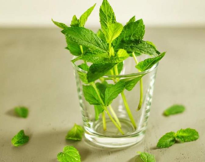 家养薄荷泡茶,自己家的薄荷可以泡茶吗