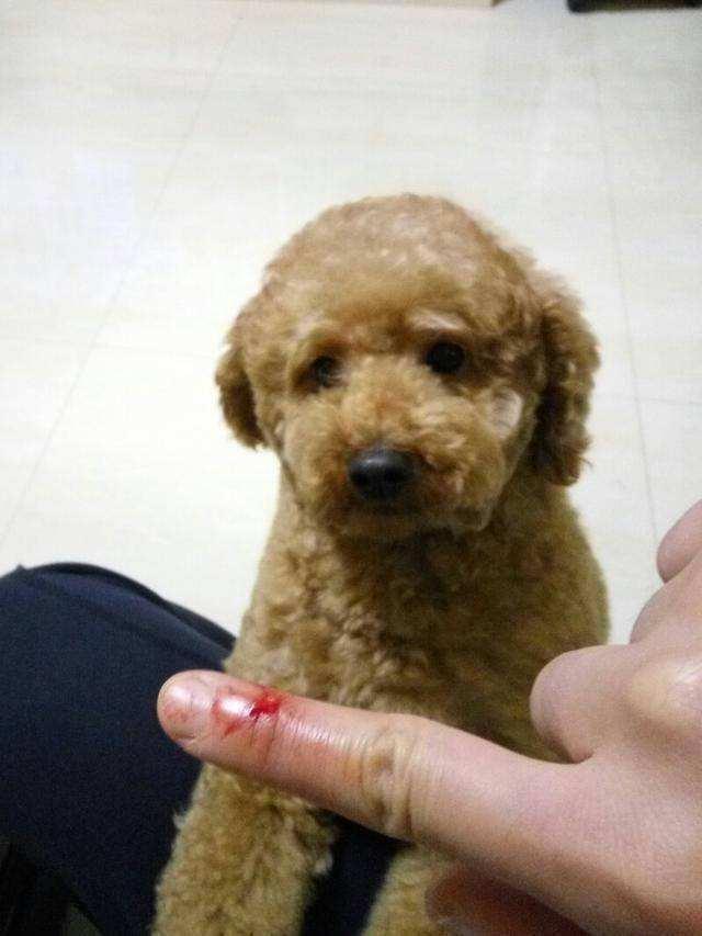 怎样改掉泰迪犬的坏习惯,惩罚泰迪犬5个禁忌绝不能犯