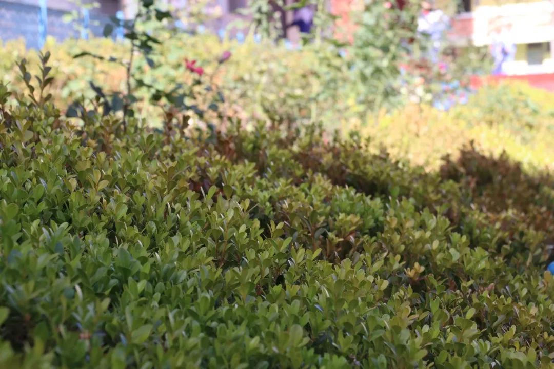 美丽校园我的家完整版,美丽校园我的家