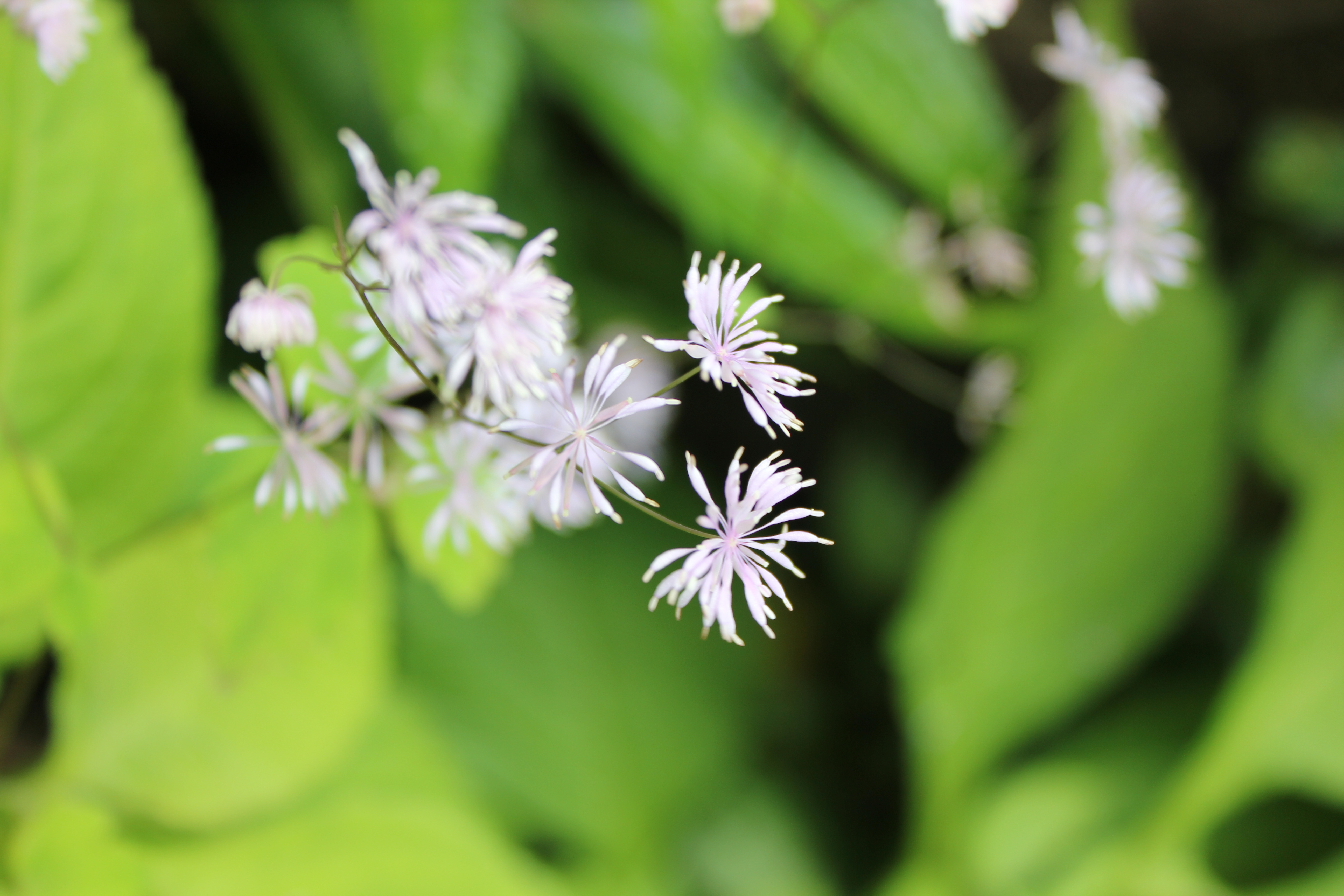武汉周边避暑胜地｜端午武汉至咸宁九宫山2日自驾亲子游路线分享