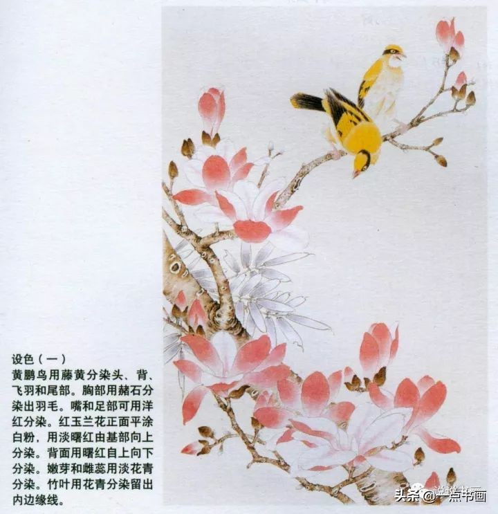 玉兰花的画法和枝干布局,玉兰花的素描画法步骤图