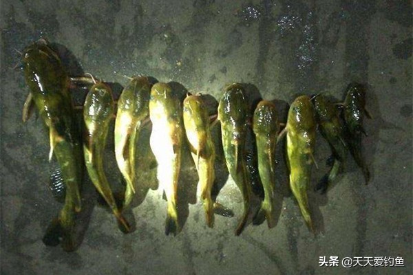 夏天串钩夜钓黄颡鱼技巧，最简单有效的钓法，收获更有保证