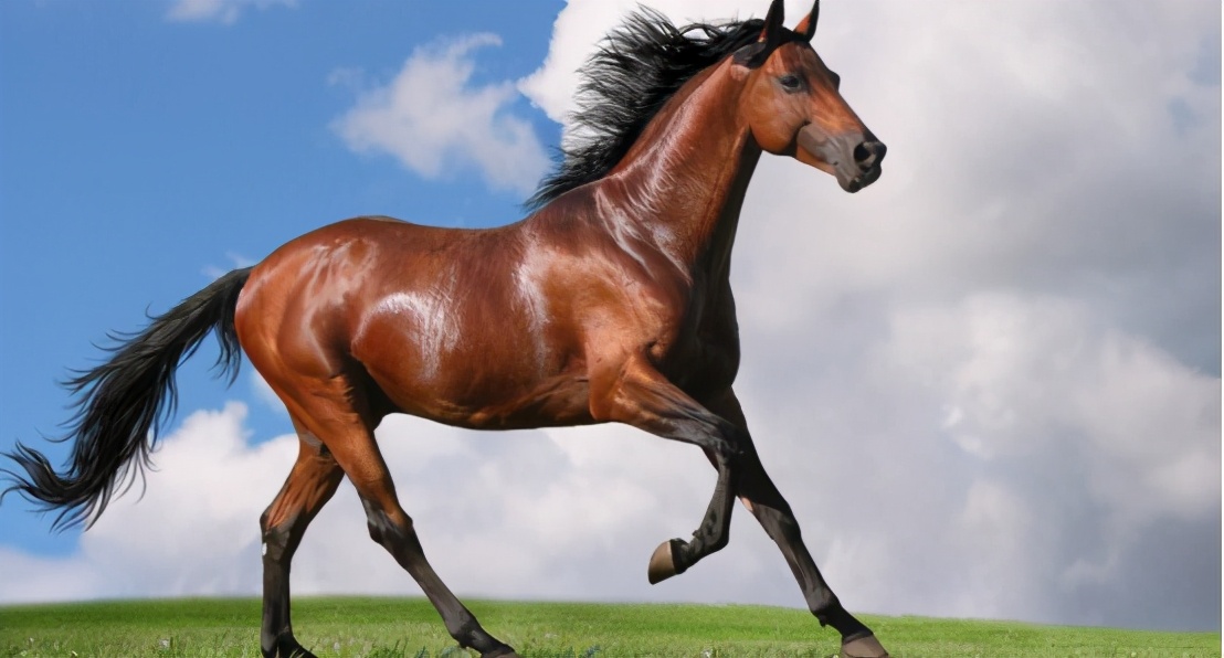 南京一匹“汗血宝马”外逃！价值已超百万，为何身价这么贵？