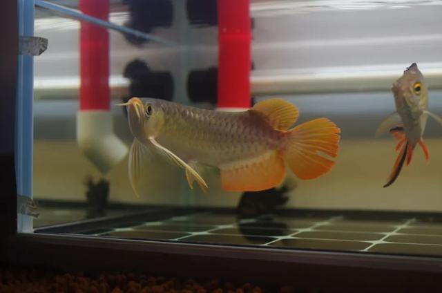 红龙掉眼封缸有用吗,红龙放黑缸污垢很严重