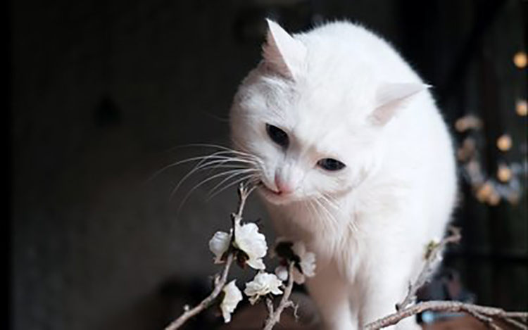 养猫怎么不被猫猫挠坏,怎么防止猫咪挠猫咪