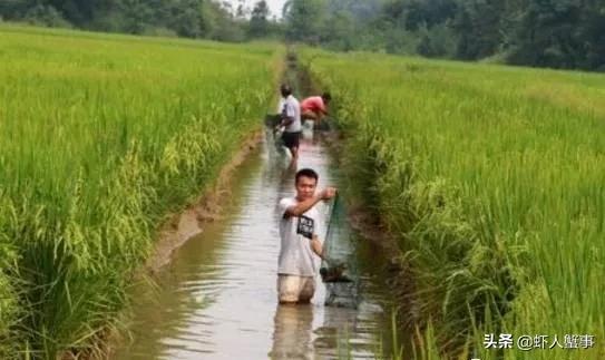 小龙虾养殖技术讲解如何投喂食品,小龙虾如何养殖小知识问答