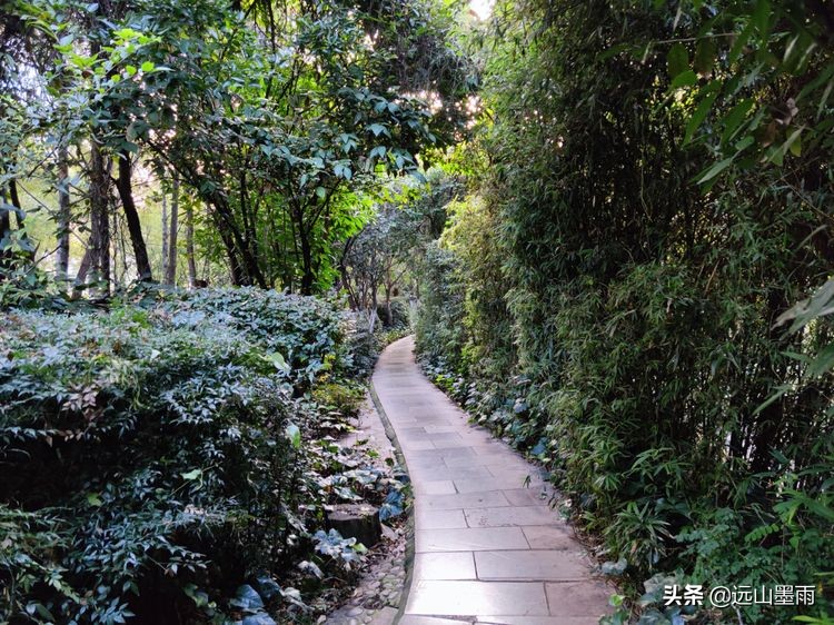 绿树成荫林荫小道,绿树成荫的小路视频