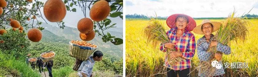 茶农怎么利润最大,茶叶合作社创新思路