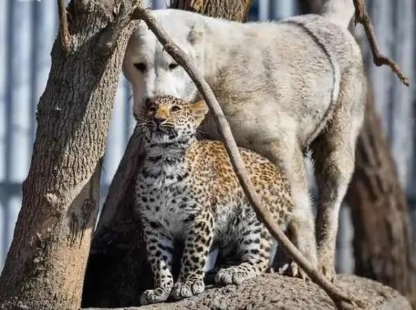 跨越种族的母爱小狗和小猫,跨越种族的母爱狗狗救小猫