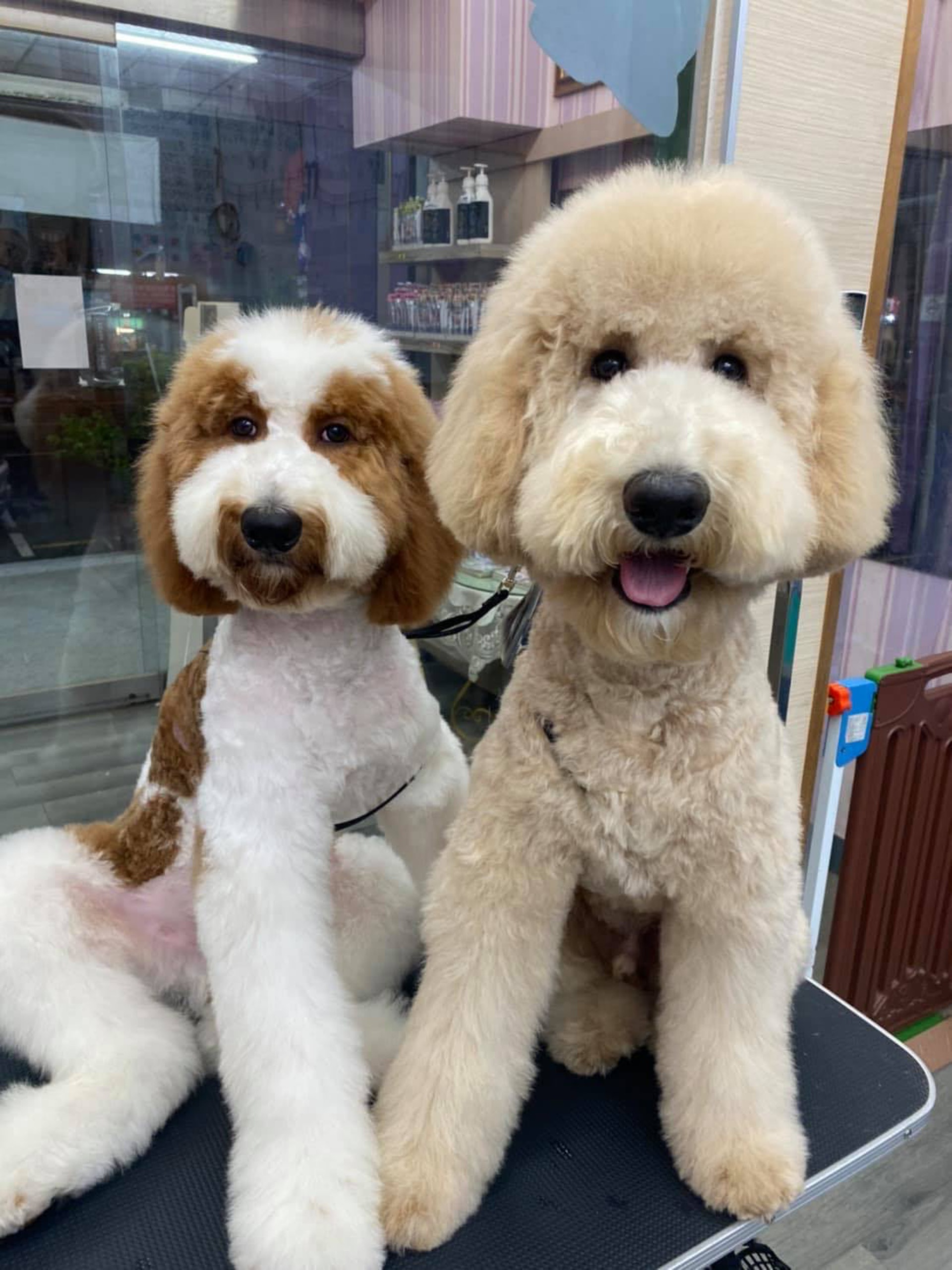 巨型贵宾犬发狂,巨型贵宾犬在家乱叫