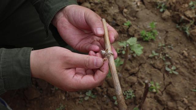 为什么自家种的葡萄不容易一起熟,为什么葡萄园拿回来种长得不一样