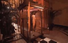 龙腾精英超模,2018龙腾精英超模大赛平面亚军