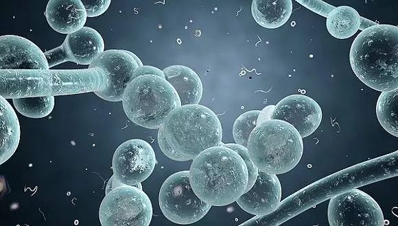 猫咪可怕的病,猫传腹口服441和针剂441的区别