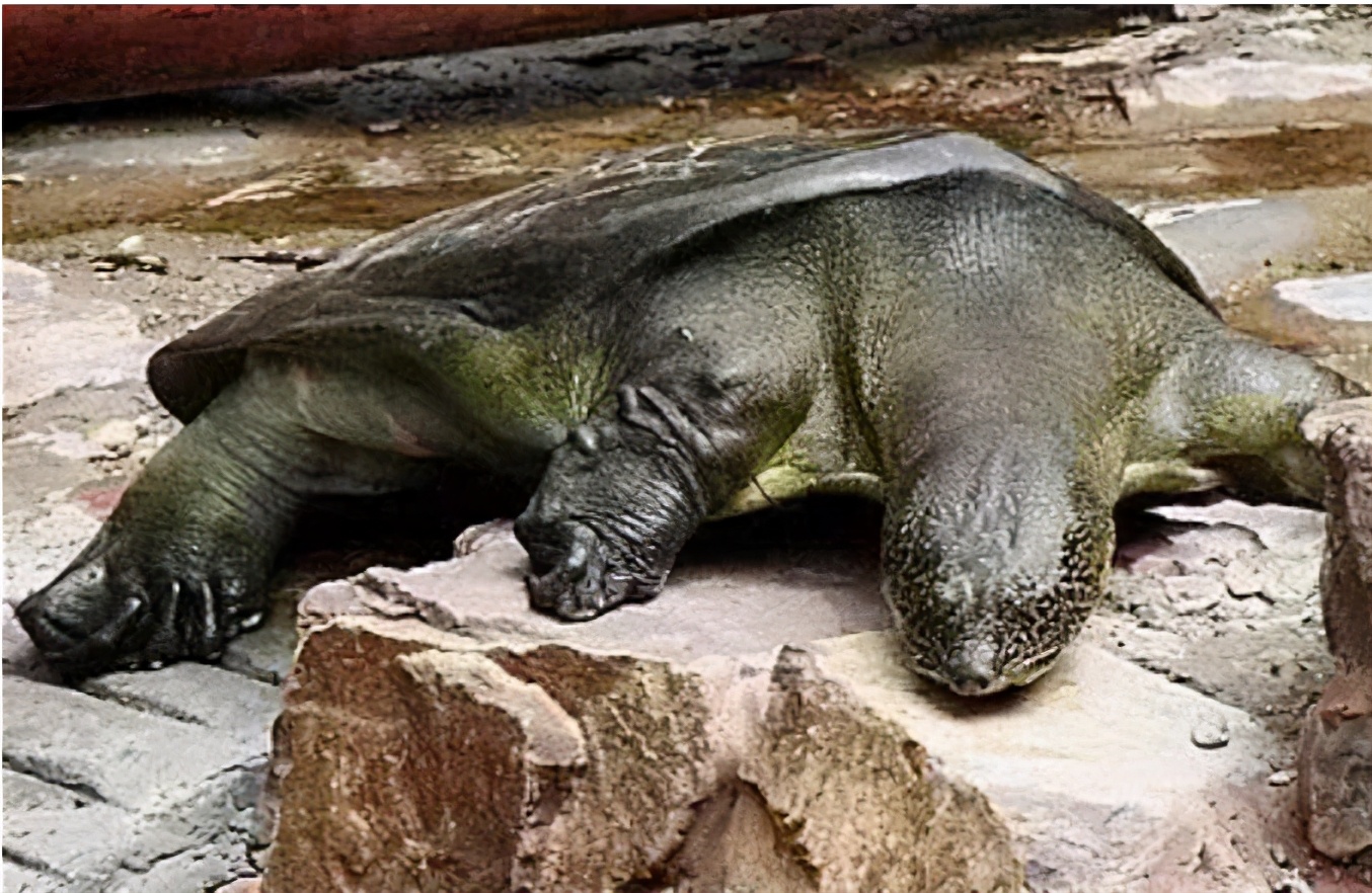 你知道乌龟为什么能活这么久吗,乌龟不用吃东西它也能活下来吗