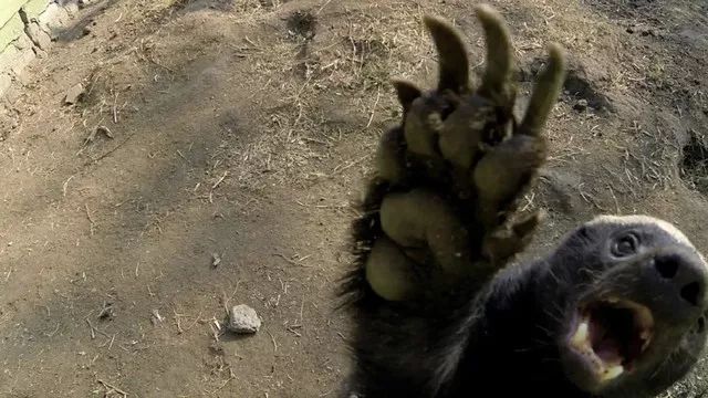 你们吃的野味蜜獾，居然是称霸非洲的平头哥