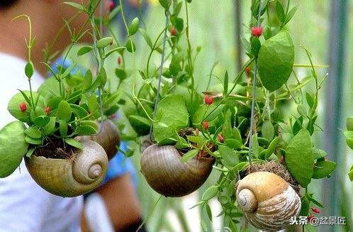 废物改造花盆绿植,旧物改造吊兰花盆