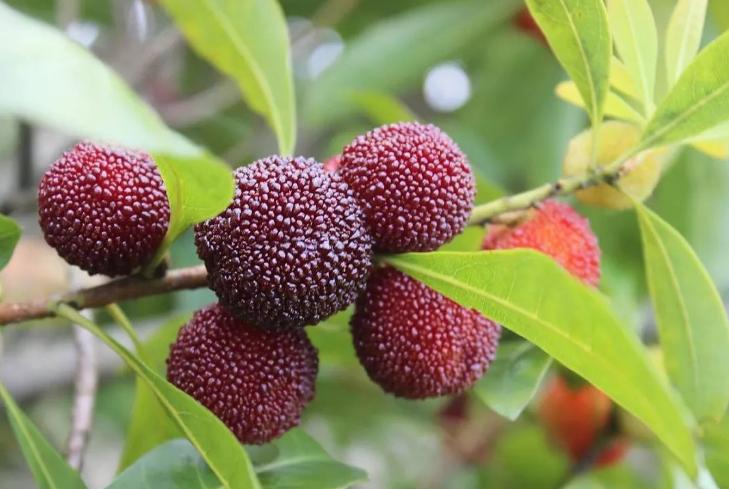 不够新鲜的杨梅可以做杨梅干吗,杨梅吃不完可以做成什么