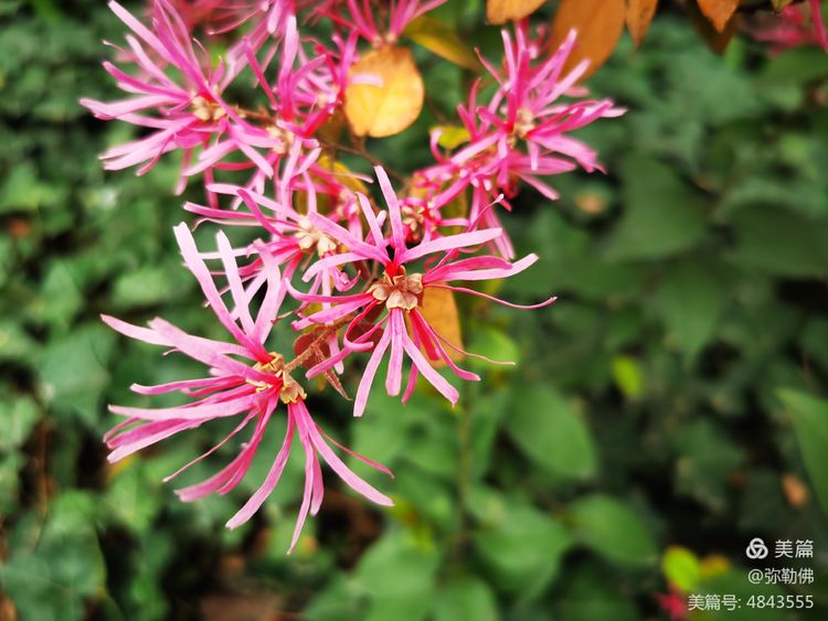 高新枫林华府住房,高新枫林华府小区评测