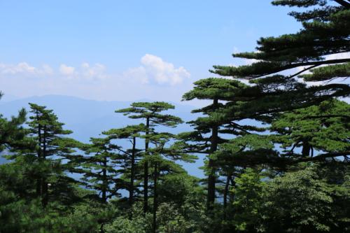 《太平广记》志怪故事：猿夫人的袁氏物语