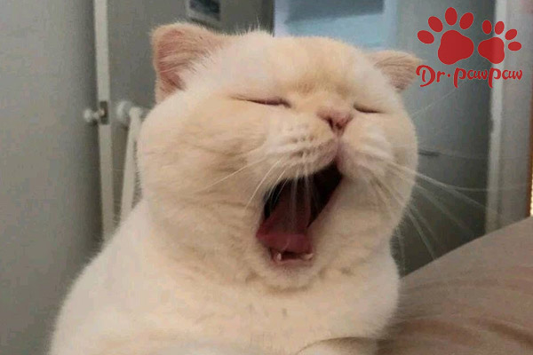 爪爪博士宠物猫咪,爪爪博士猫咪滴眼液